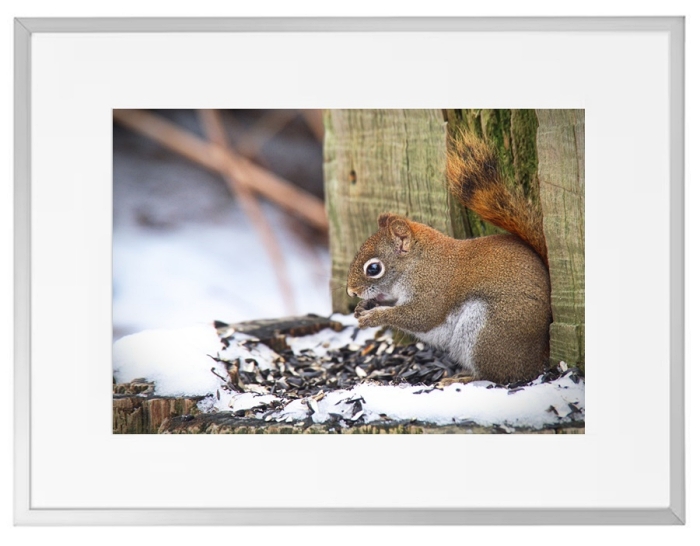 Fotokunst Tiere