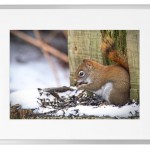 Fotokunst Tiere