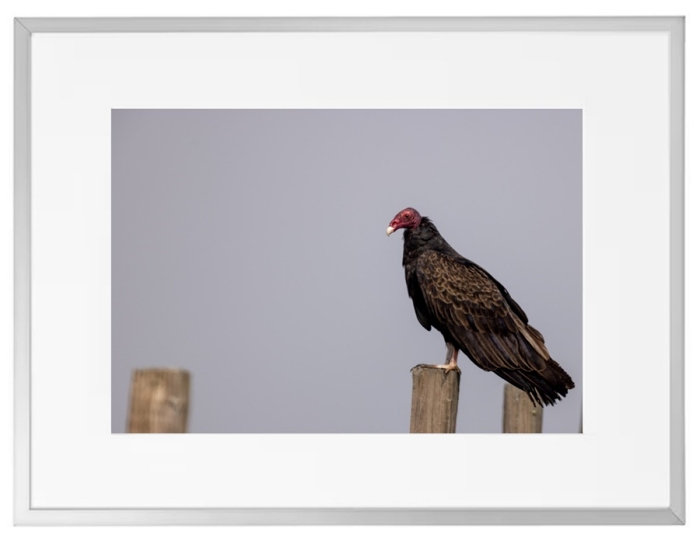 Fotokunst Tiere