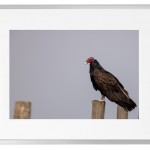 Fotokunst Tiere