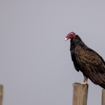 Fotokunst Tiere