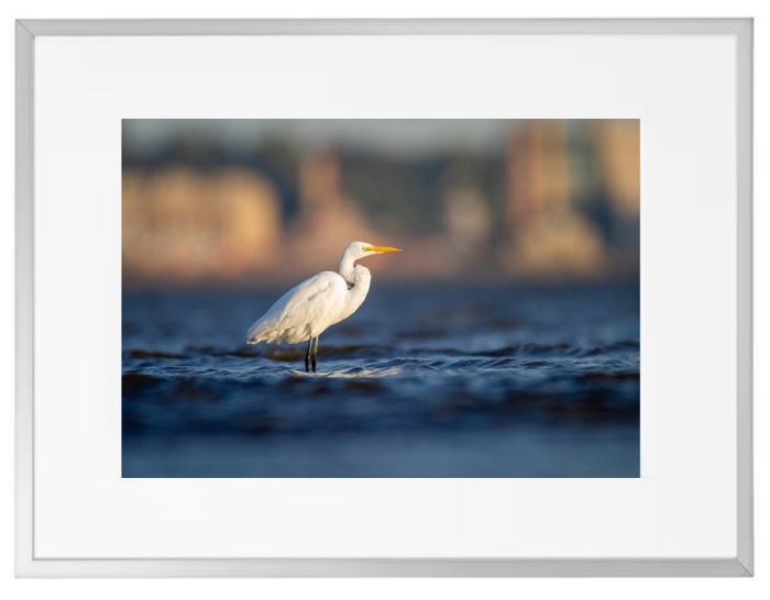 Fotokunst Tiere