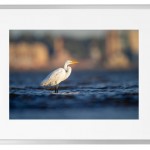 Fotokunst Tiere