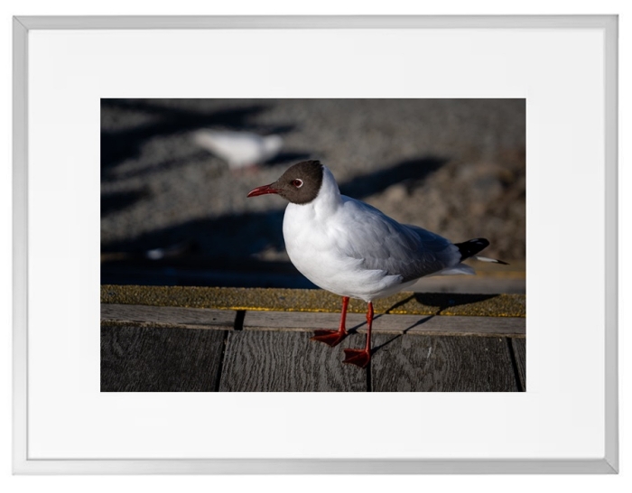 Fotokunst Tiere