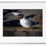 Fotokunst Tiere