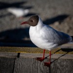 Fotokunst Tiere