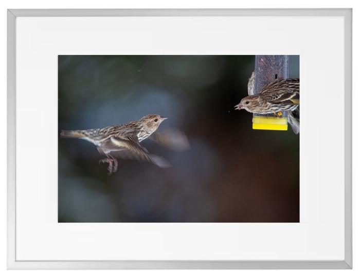 Fotokunst Tiere