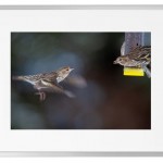 Fotokunst Tiere