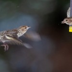 Fotokunst Tiere