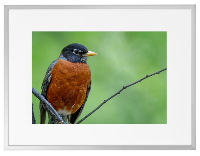 Fotokunst Tiere