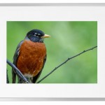 Fotokunst Tiere