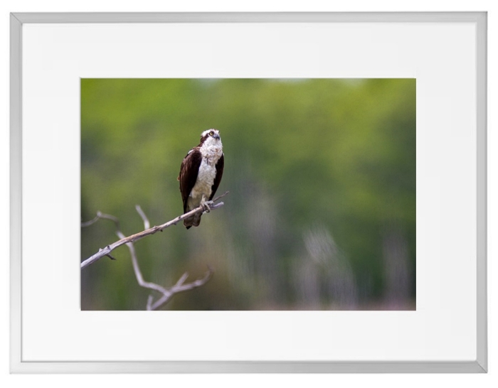 Fotokunst Tiere