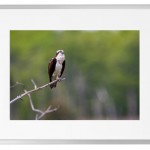 Fotokunst Tiere
