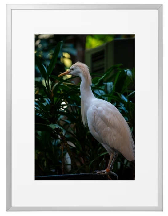 Fotokunst Tiere