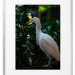 Fotokunst Tiere