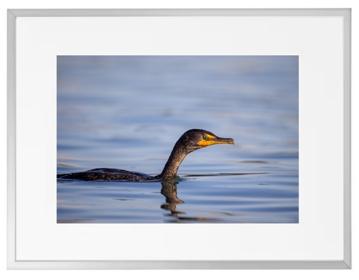 Fotokunst Tiere