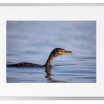 Fotokunst Tiere