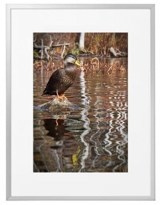 Fotokunst Tiere