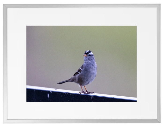 Fotokunst Tiere