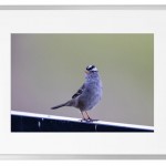Fotokunst Tiere