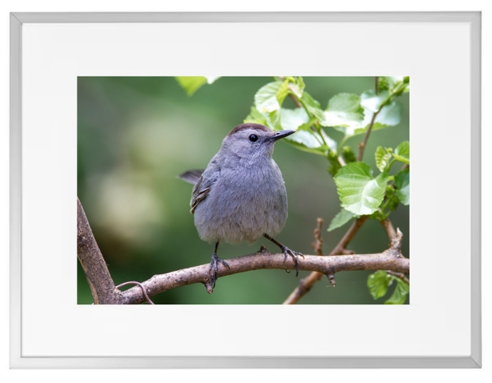 Fotokunst Tiere