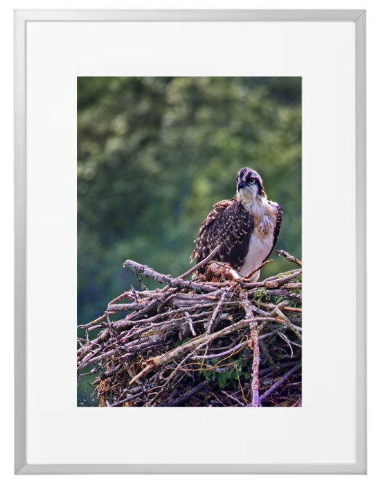 Fotokunst Tiere