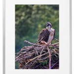 Fotokunst Tiere