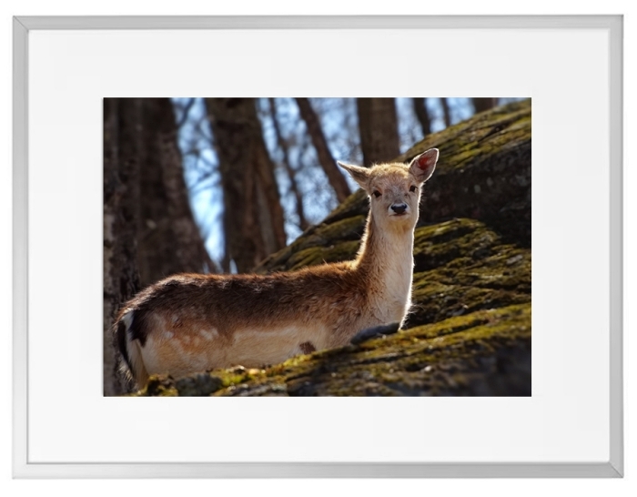 Fotokunst Tiere