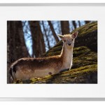 Fotokunst Tiere
