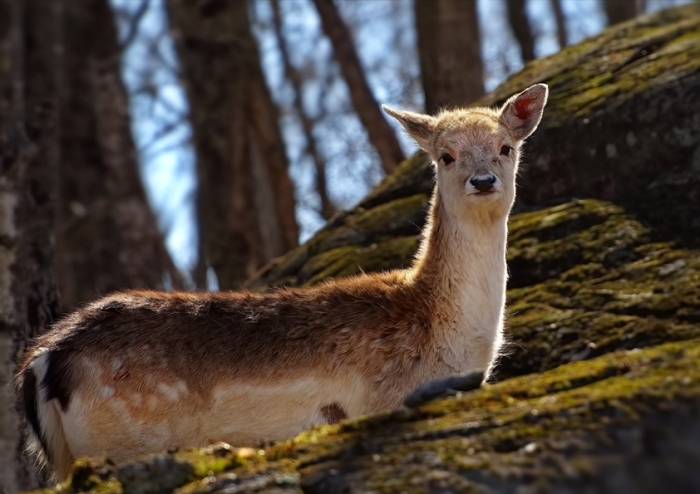 Fotokunst Tiere