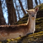 Fotokunst Tiere