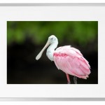 Fotokunst Tiere