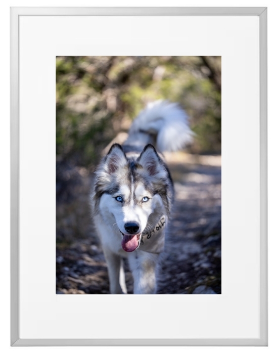 Fotokunst Tiere