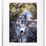Fotokunst Tiere
