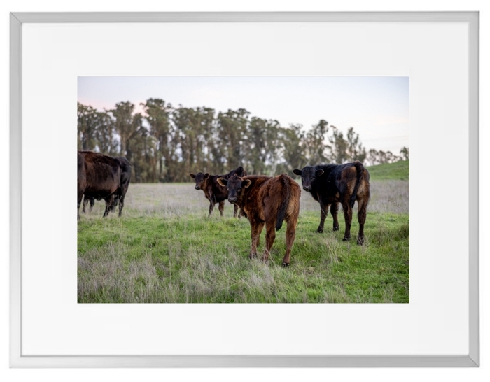 Fotokunst Tiere