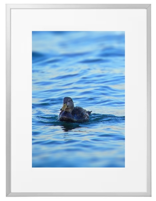 Fotokunst Tiere