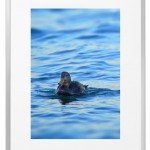Fotokunst Tiere