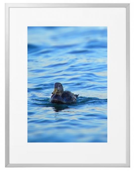 Fotokunst Tiere