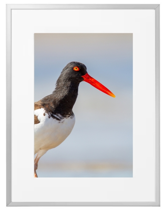 Fotokunst Tiere