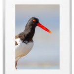 Fotokunst Tiere