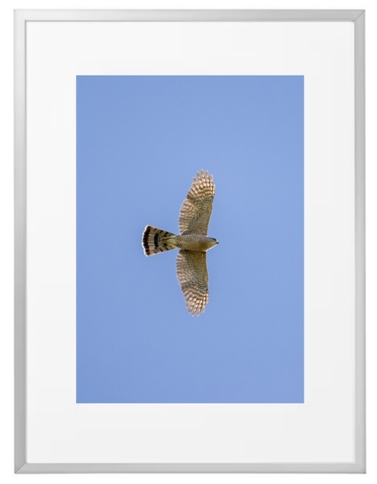 Fotokunst Tiere