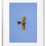 Fotokunst Tiere