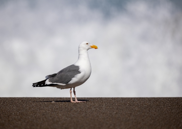 Fotokunst Tiere