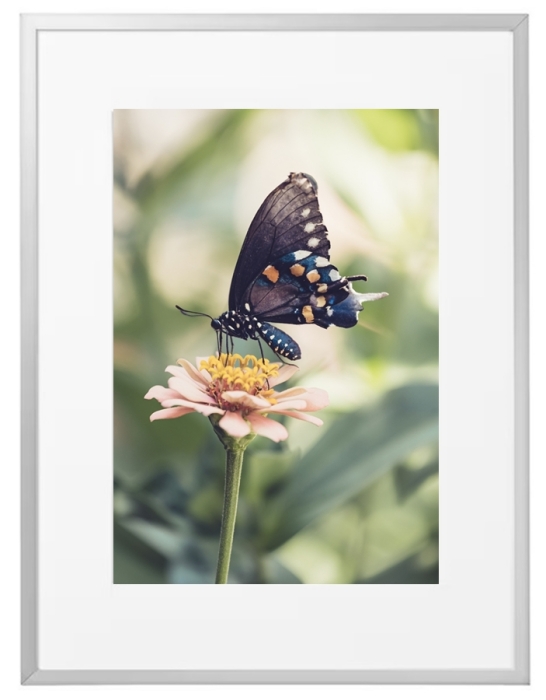 Fotokunst Tiere