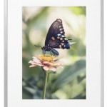 Fotokunst Tiere