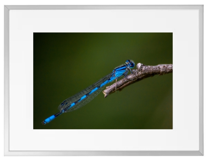 Fotokunst Tiere