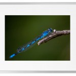Fotokunst Tiere