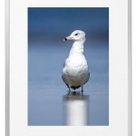Fotokunst Tiere