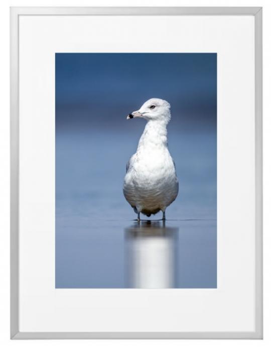 Fotografisk kunst Dyr
