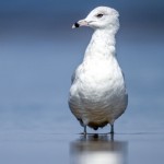 Fotokunst Tiere